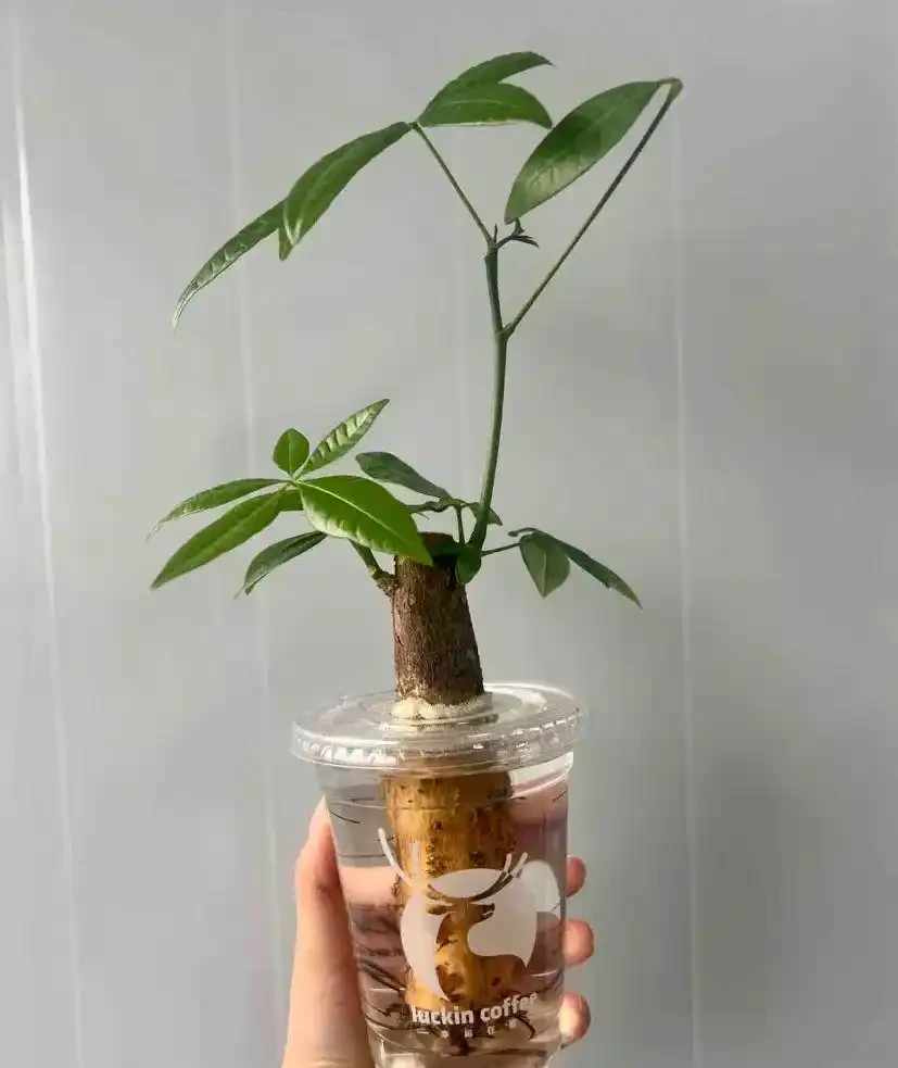 10盆花9盆是腐根養死的，5招徹底解決腐根、爛根悶濕