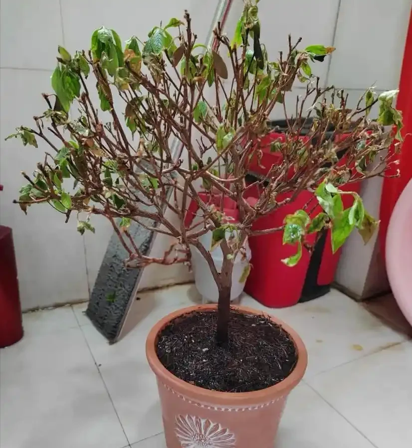 就此一招,救活半死不活的花,掉光葉子只剩光桿子的都能救