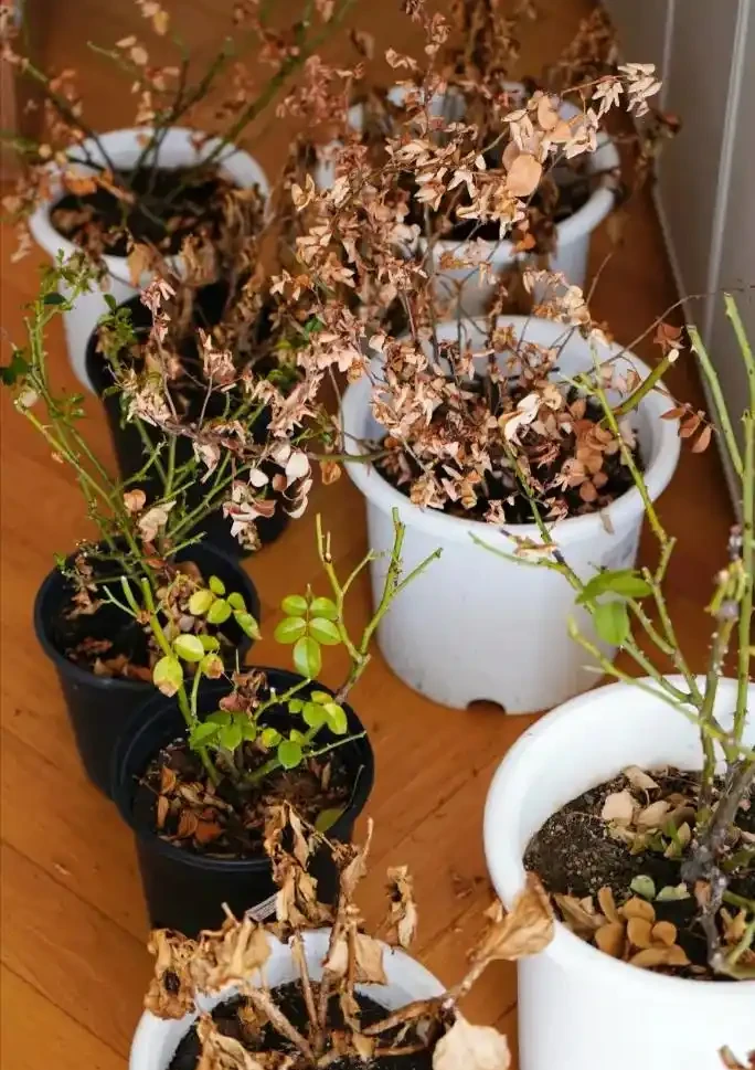 就此一招,救活半死不活的花,掉光葉子只剩光桿子的都能救