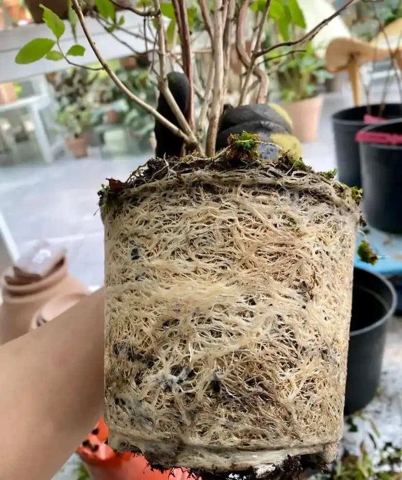 就此一招,救活半死不活的花,掉光葉子只剩光桿子的都能救