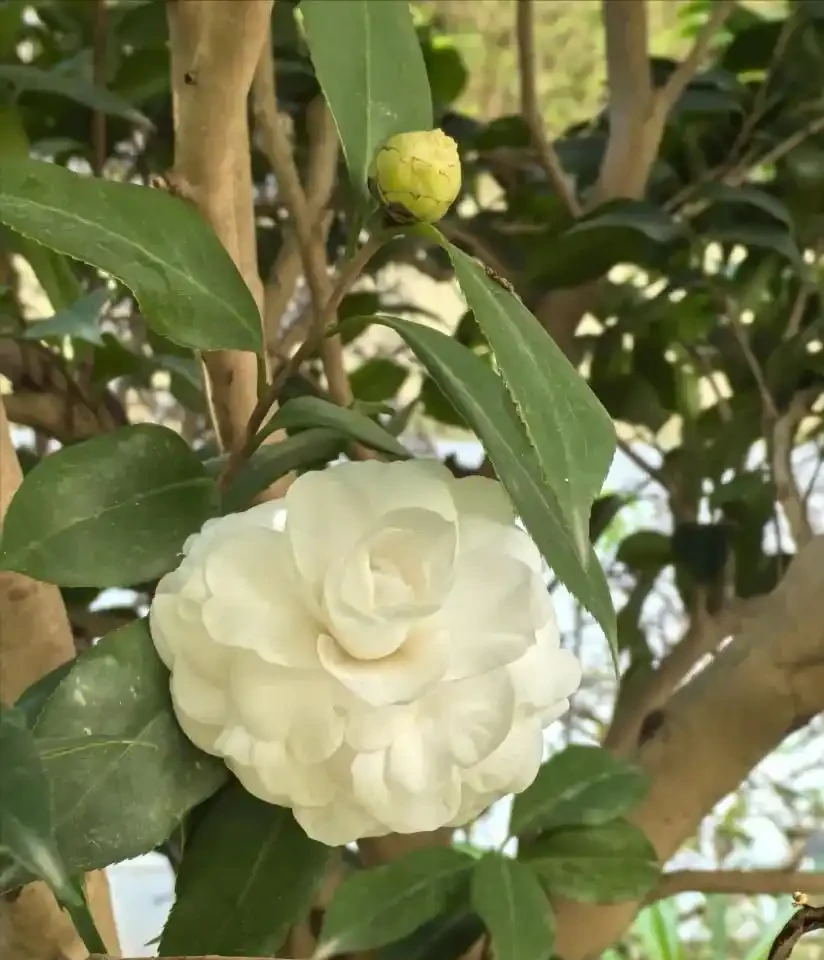 就此一招，救活半死不活的花，掉光葉子只剩光桿子的都能救