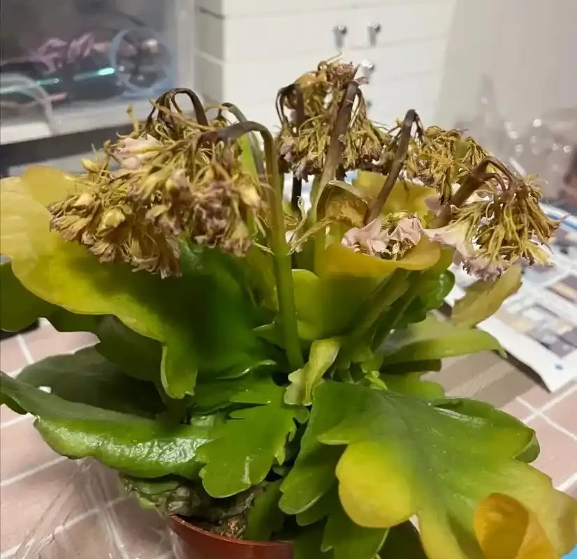 就此一招,救活半死不活的花,掉光葉子只剩光桿子的都能救