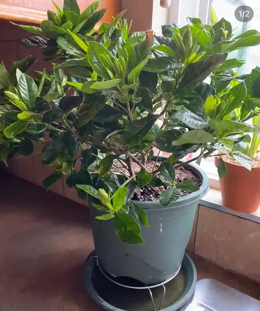 就此一招,救活半死不活的花,掉光葉子只剩光桿子的都能救