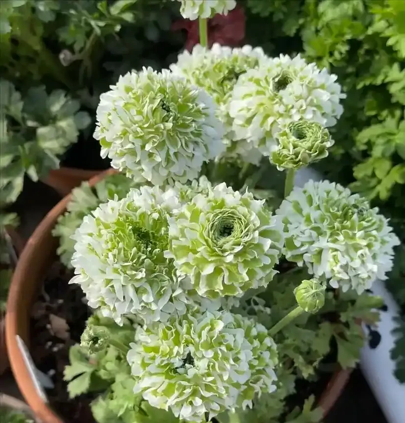 就此一招,救活半死不活的花,掉光葉子只剩光桿子的都能救