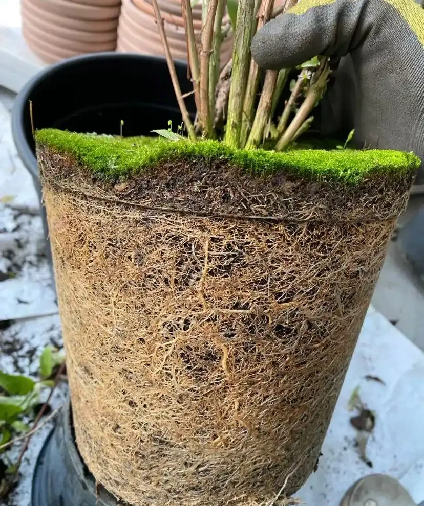 就此一招,救活半死不活的花,掉光葉子只剩光桿子的都能救