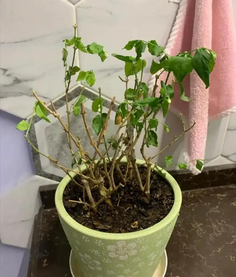 就此一招,救活半死不活的花,掉光葉子只剩光桿子的都能救