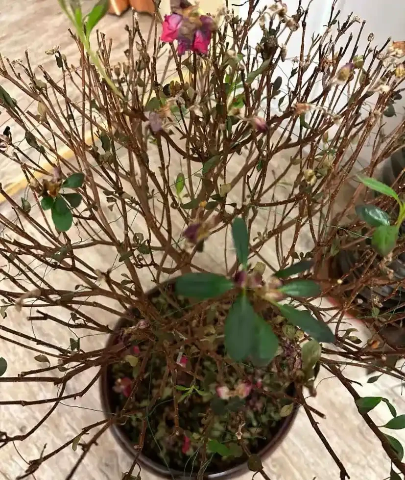 就此一招,救活半死不活的花,掉光葉子只剩光桿子的都能救