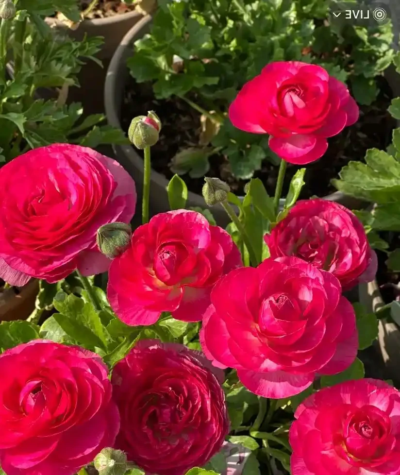 就此一招,救活半死不活的花,掉光葉子只剩光桿子的都能救