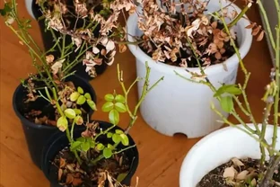 就此一招，救活半死不活的花，掉光葉子只剩光桿子的都能救