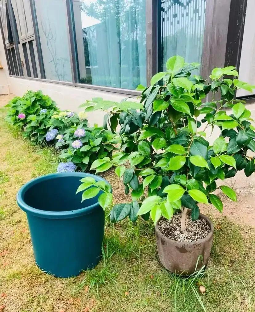 養花第一大殺手：腐根！5招就能解決，徹底杜絕腐根、爛根悶濕