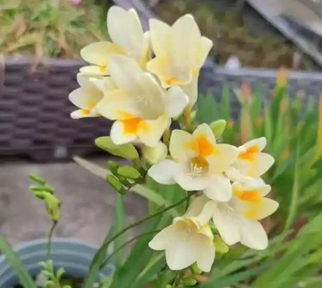 17 種濃香型花卉品種推薦:芬芳滿園,香韻悠長