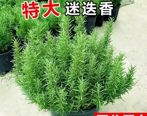 17 種濃香型花卉品種推薦:芬芳滿園,香韻悠長