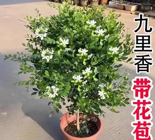 17 種濃香型花卉品種推薦:芬芳滿園,香韻悠長