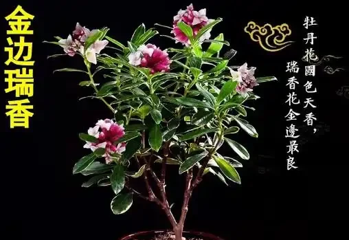 17 種濃香型花卉品種推薦:芬芳滿園,香韻悠長
