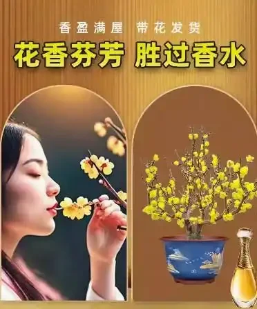 17 種濃香型花卉品種推薦:芬芳滿園,香韻悠長