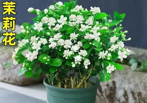 17 種濃香型花卉品種推薦:芬芳滿園,香韻悠長