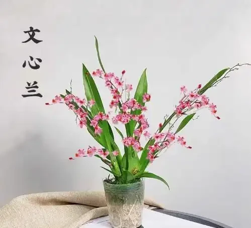 17 種濃香型花卉品種推薦:芬芳滿園,香韻悠長