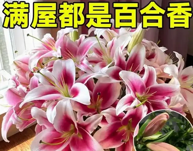 17 種濃香型花卉品種推薦:芬芳滿園,香韻悠長