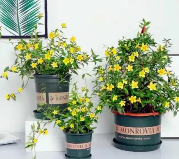 17 種濃香型花卉品種推薦:芬芳滿園,香韻悠長