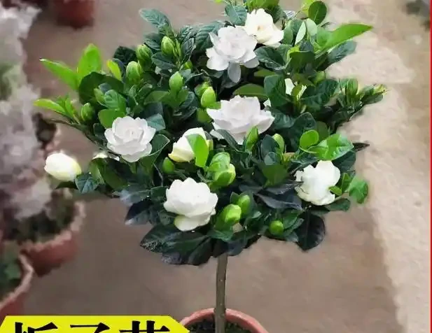 17 種濃香型花卉品種推薦:芬芳滿園,香韻悠長