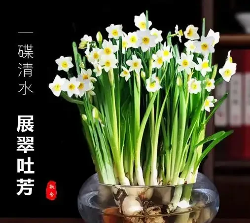 17 種濃香型花卉品種推薦:芬芳滿園,香韻悠長