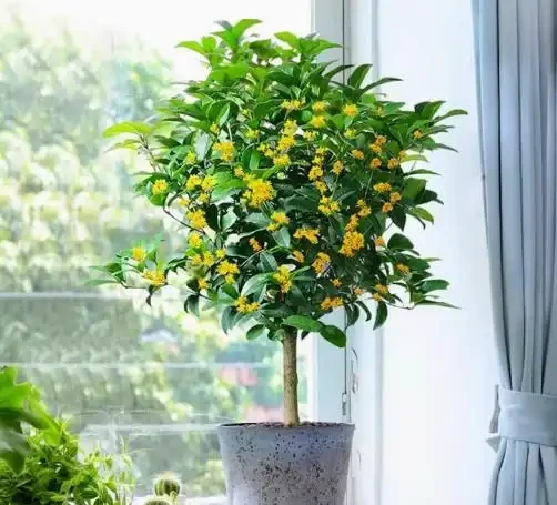 17 種濃香型花卉品種推薦:芬芳滿園,香韻悠長