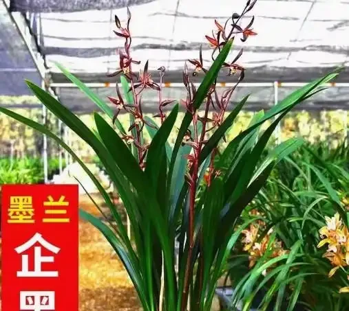 17 種濃香型花卉品種推薦:芬芳滿園,香韻悠長
