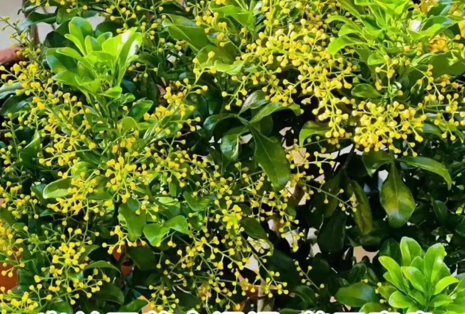 17 種濃香型花卉品種推薦:芬芳滿園,香韻悠長