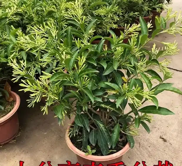 17 種濃香型花卉品種推薦:芬芳滿園,香韻悠長