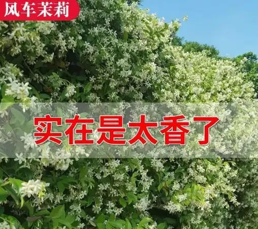 17 種濃香型花卉品種推薦:芬芳滿園,香韻悠長