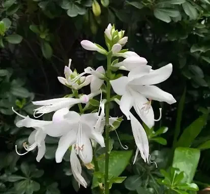 17 種濃香型花卉品種推薦:芬芳滿園,香韻悠長
