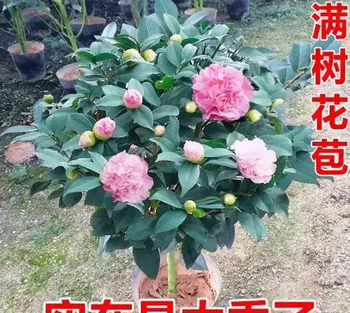 17 種濃香型花卉品種推薦:芬芳滿園,香韻悠長