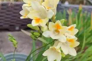 17 種濃香型花卉品種推薦：芬芳滿園，香韻悠長
