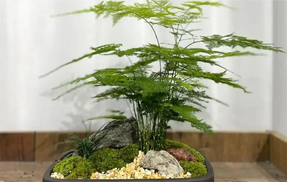 什麼植物適合室內不需要陽光