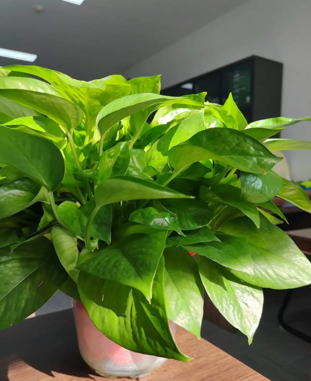 什麼植物適合室內不需要陽光