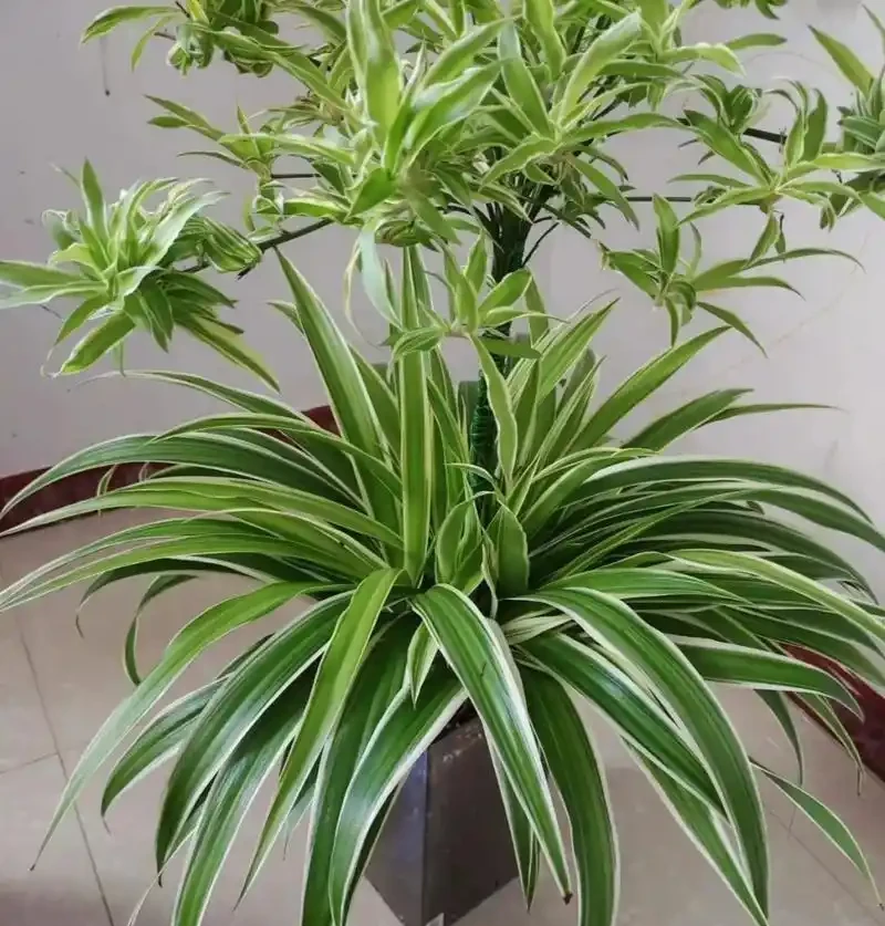 什麼植物適合室內不需要陽光