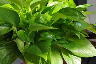 什麼植物適合室內不需要陽光