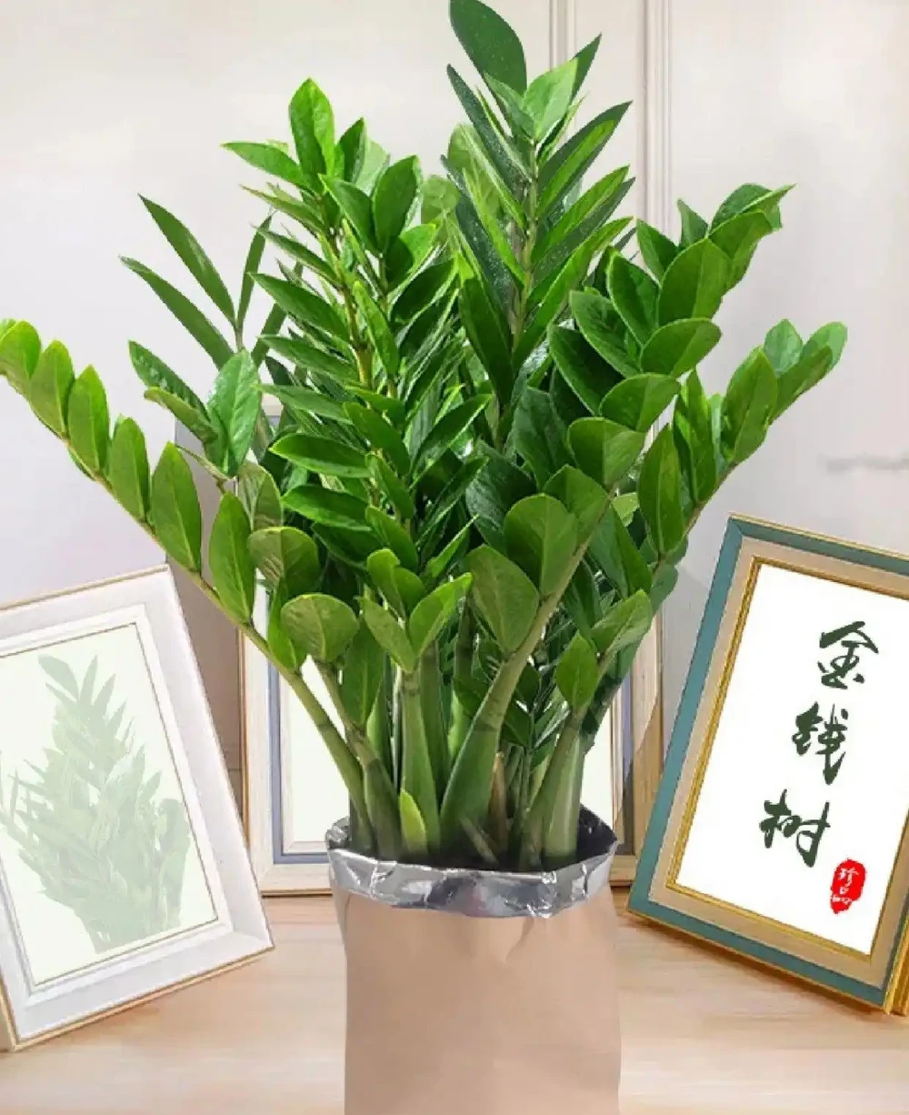 雪鐵芋發黃的原因和解決方法