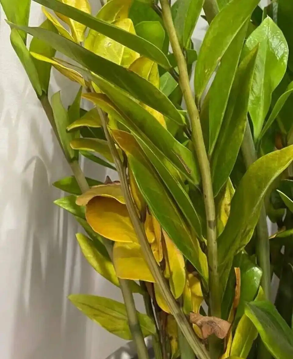 雪鐵芋發黃的原因和解決方法