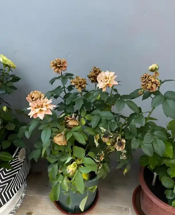 別扔!枯萎的花還能起死回生