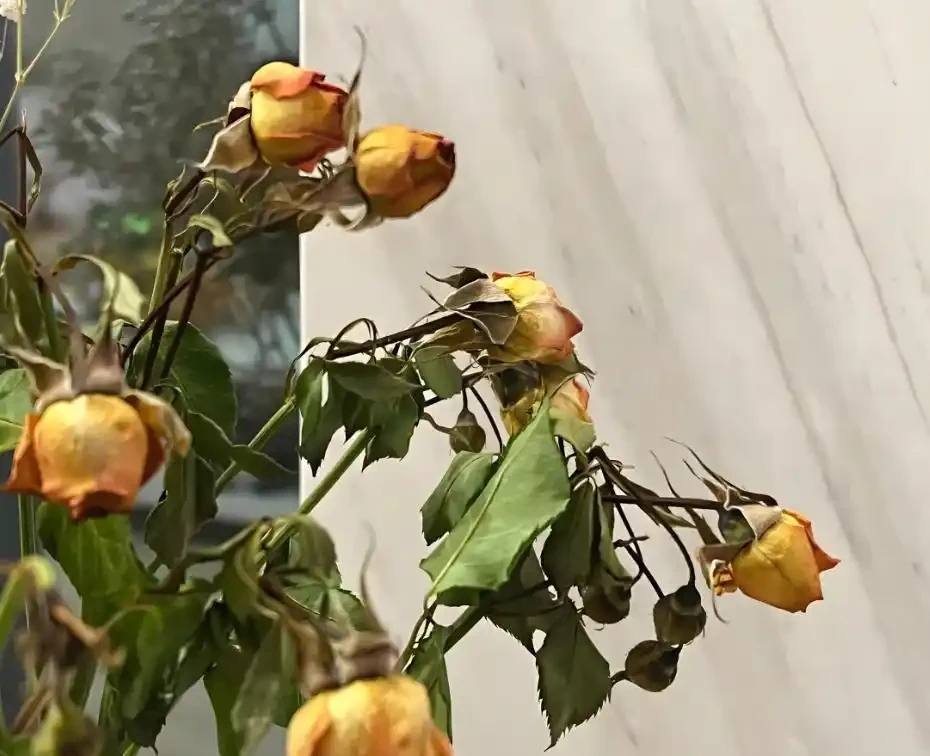 別扔!枯萎的花還能起死回生