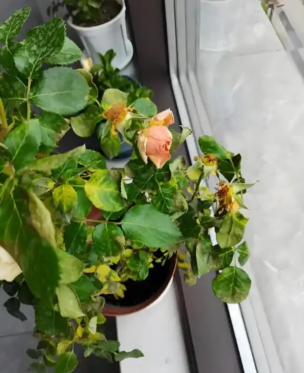別扔!枯萎的花還能起死回生