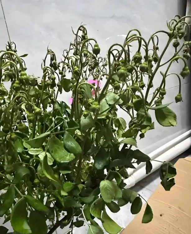 別扔!枯萎的花還能起死回生