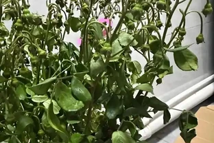 別扔！枯萎的花還能起死回生