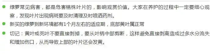 黃金葛養護十大秘訣！老花匠私藏經驗，避開這些坑越長越旺！