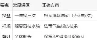 黃金葛養護十大秘訣！老花匠私藏經驗，避開這些坑越長越旺！