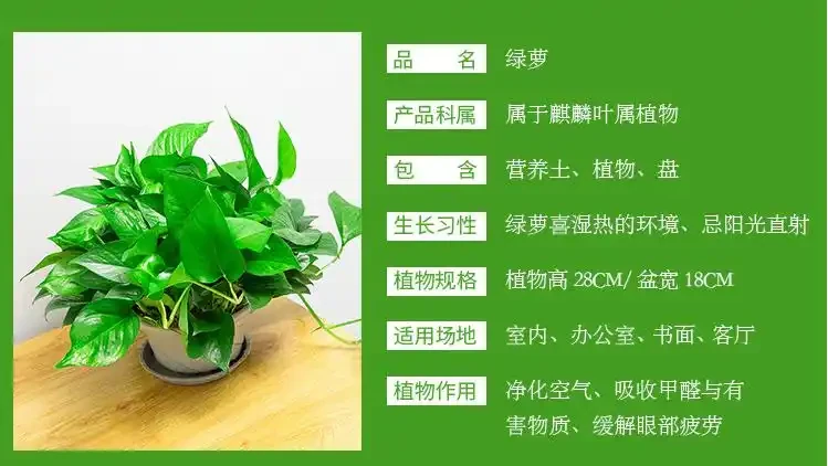 黃金葛養護十大秘訣！老花匠私藏經驗，避開這些坑越長越旺！