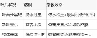 黃金葛養護十大秘訣！老花匠私藏經驗，避開這些坑越長越旺！