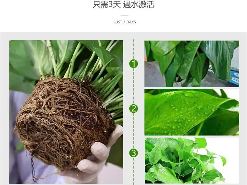 黃金葛養護十大秘訣！老花匠私藏經驗，避開這些坑越長越旺！