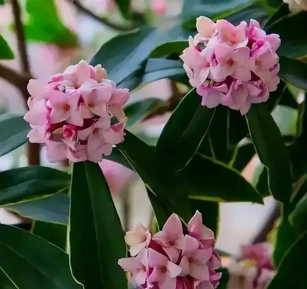 十種香味濃郁的花,獨特的香味非常好聞,你有幾盆?